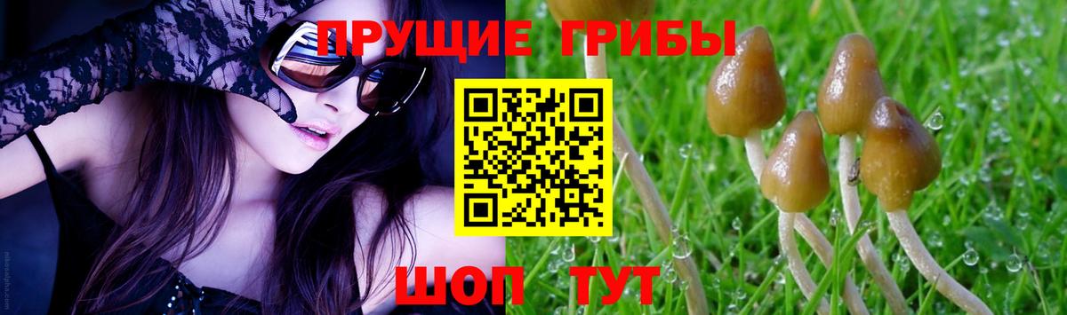 Псилоцибиновые грибы прущие грибы Тында